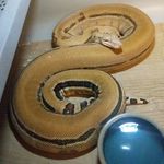 Donald Rollins - @wickedscoria - Instagram