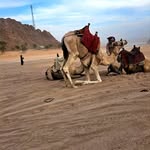 Donald Semple - @sempledonald - Instagram