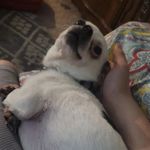 Donald Strout - @beagle2316 - Instagram