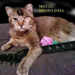 Donald Tardy - @metalmeowlisha - Instagram