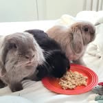 Obama, Donald, and Tibbles Chan - @obiedonnytibbles - Instagram