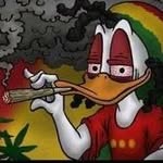 👺Trappato’s🦆 - @donaldtrapppp - Instagram