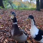 Donald and Daisy - @donaldanddaisyappleyards - Instagram