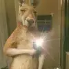 roger - @donatosanchez244 - TikTok