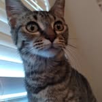 Donavan Thomas - @magoogoola04 - Instagram