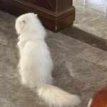 Wheezecat🥥 - @dongshichang891 - Instagram