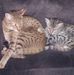 Dona Acker - Facebook