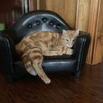 Donna Ackerman - @kitnpuppawsitivetraining - Instagram