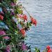 Donna Ackerman - Facebook