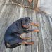 Donna Albaugh - Facebook