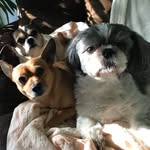 Donna Allingham - @allinghamdonna - Instagram