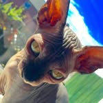 Donna Appleby - @applebysphynx - Instagram