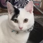Donna Ashcroft - @cutaboveflooring - Instagram