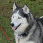 Donna Cowden Ashe - @husky_mom62 - Instagram