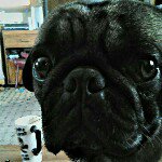 Donna Atchison - @atchisonspugs - Instagram