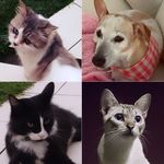 Donna, Lollita, Felicia, Bartholomew & Max apresentam: - @raining3catsand1dog - Instagram