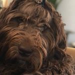 Donna Beane - @dbeane4014 - Instagram