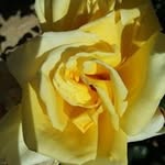 Donna Beardsley - @donna.beardsley.773 - Instagram