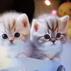 Donna Bengs - @donna.bengs - TikTok