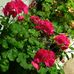Donna Posthumus Bergquist - Facebook