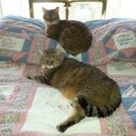 Donna Gorgen Blomquist - @gorgenblomquist - Instagram