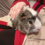 Donna Boardman - @dbc1983piggies - Instagram
