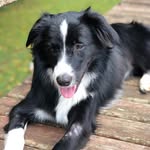 Donna Boder Collie - @donnaboder - Instagram