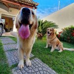 Donna_Bono - @goldendonna_bono - Instagram