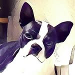 Donna - Boston Terrier - @donna_bostonterrier - Instagram