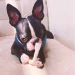 Donna - Boston Terrier - @donna_dog_bt - Instagram