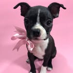 Donna Boston Terrier - @donna_the_boston - Instagram