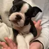 Donna Knapp Boston terrier pup - @donna_boston1 - TikTok