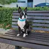 Donna_the_boston - @donna_the_boston - TikTok