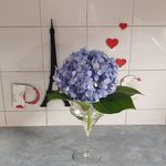Donna Botting - @luvparis1 - Instagram