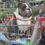 Donna Boynton - @moonlovingwoman - Instagram