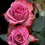 Donna Bratton - @bratton3489 - Instagram