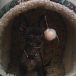 Donna Bridges - @sptaz - Instagram