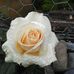 Donna Brook - Facebook