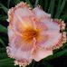 Donna Brooke - Facebook