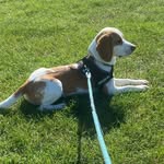 Donna&buddy - @buddy_beagle_life - Instagram