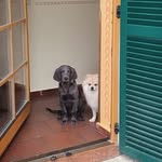 DonnaBuddy 🐾 - @donna_buddy_two - Instagram