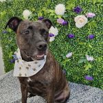Donna Bull - @donnambull - Instagram
