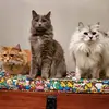 donnabuwer35343 - @donnabuppert - TikTok