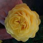 Donna Burchett - @donna.burchett.547 - Instagram