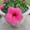 donnaburchettgill - @donnaburchettgill - TikTok