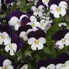 Donna Burke - @donna.burke6 - TikTok