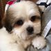 Grooming Marvellous -Donna Bushnell - Facebook