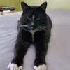 Donna Cabral - @catmom._.1 - TikTok