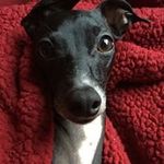 Donna Calabrese - @dcalabrese7299 - Instagram