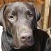 Donna Caliri Johnson - Facebook